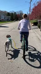 Solve Aggression and Anxiety in Dogs