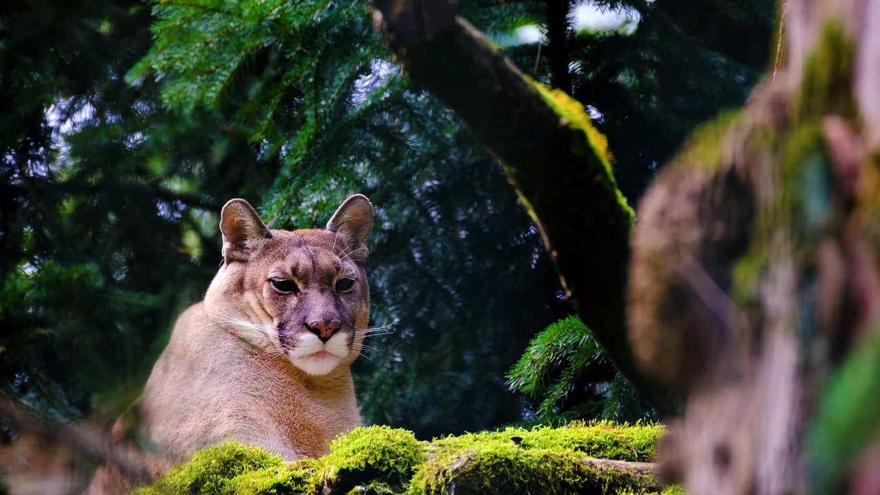 Jungle video