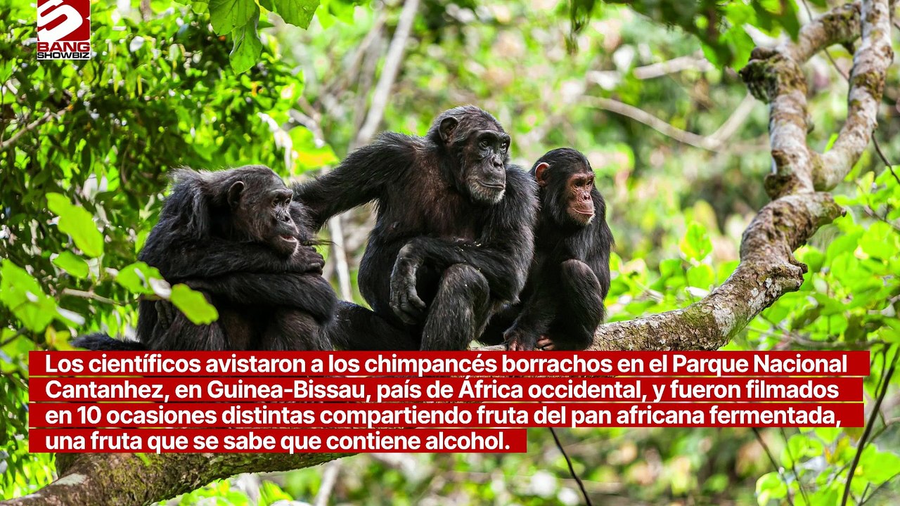 Chimpancés son filmados bebiendo con sus ‘amigos’