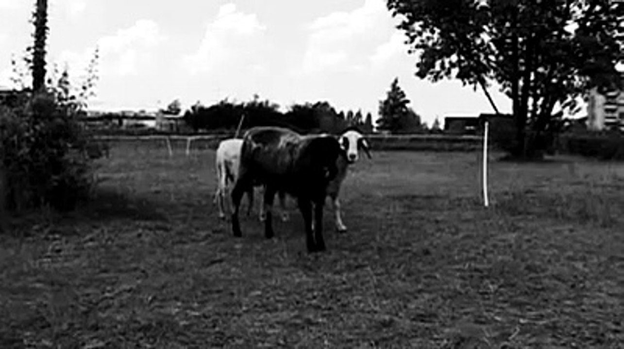 Schwarze Schafe 2007 Trailer deutsch