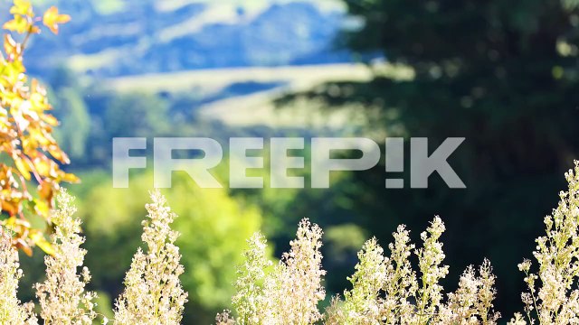 vibrant foliage and distant hills under bright sunlight create a tranquil scene in akaroa, captured with smooth camera movement