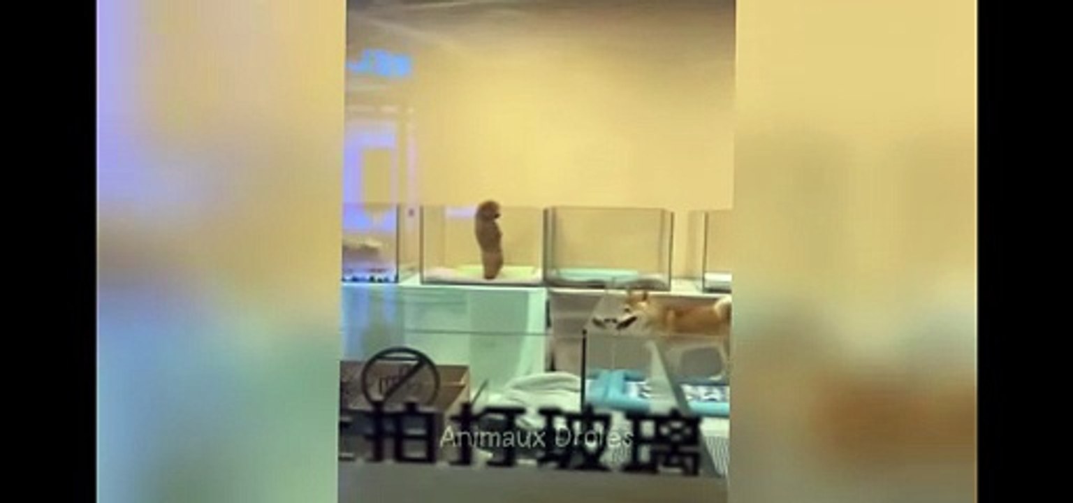 Funny Videos