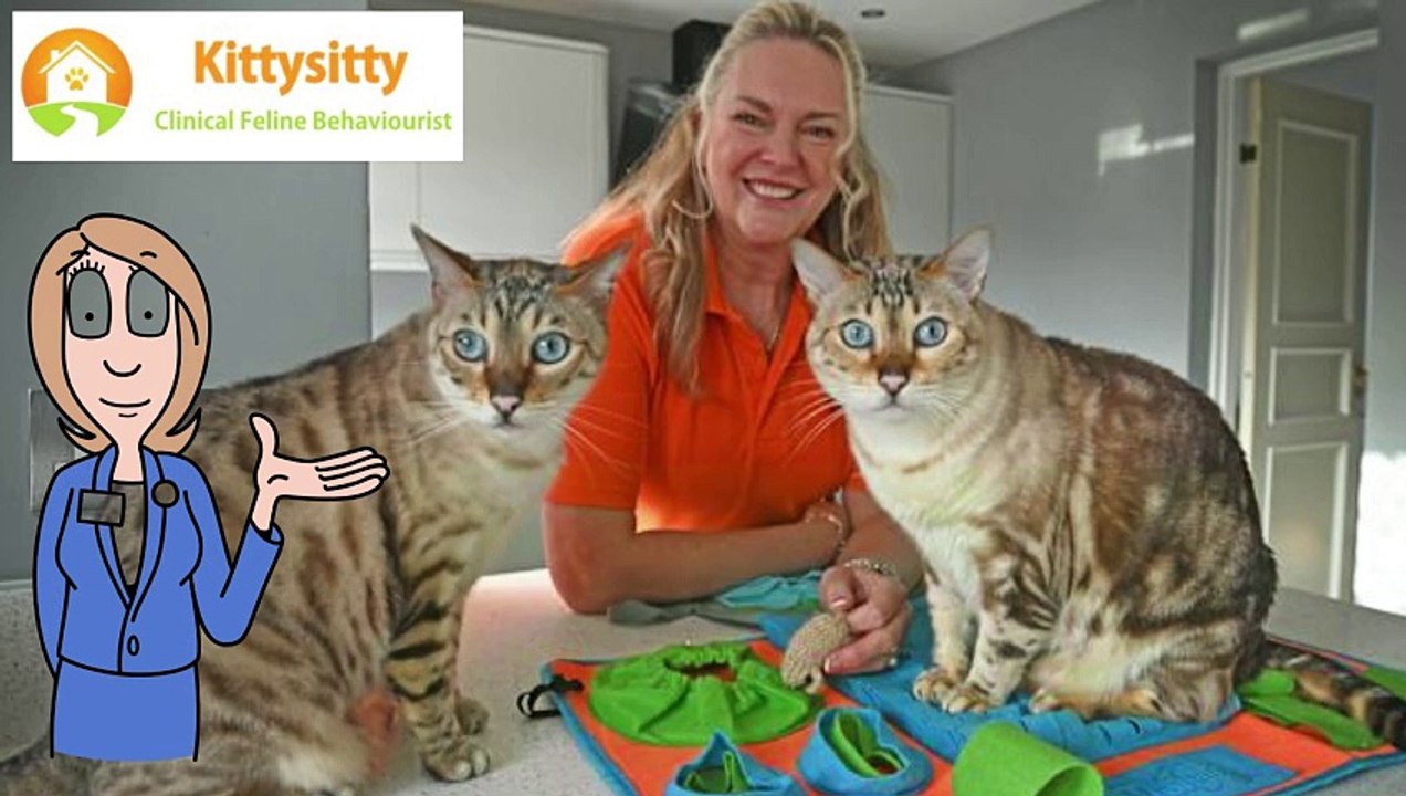 Details Presentation Kittysitty