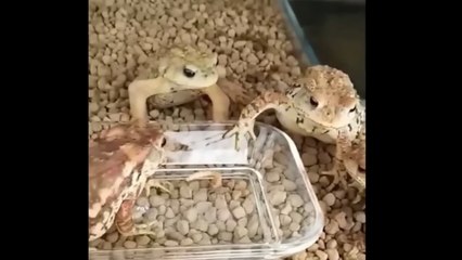 Try Not to Laugh! 🤣 Best Funny Animals Videos | Cute Pets Comedy Compilation