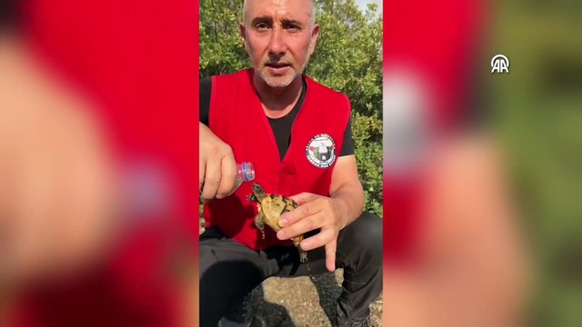 Bursa\'nın güneyindeki orman yangınında 5. gün! Müdahale sürüyor