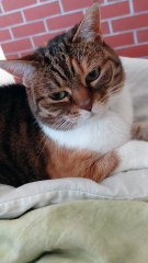 And the Oscar Goes To... Best Actress in a “Polite Cat” Role 🎬🐱 #funny #shorts #cutestcats #beauty