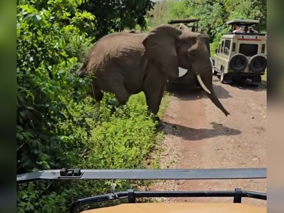 Safari-Touristen filmen Elefantengeburt