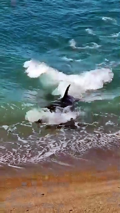 Here’s why orcas rule the ocean as top predators