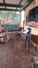 Richard is impatient! Kangaroo  diaries only in Australia