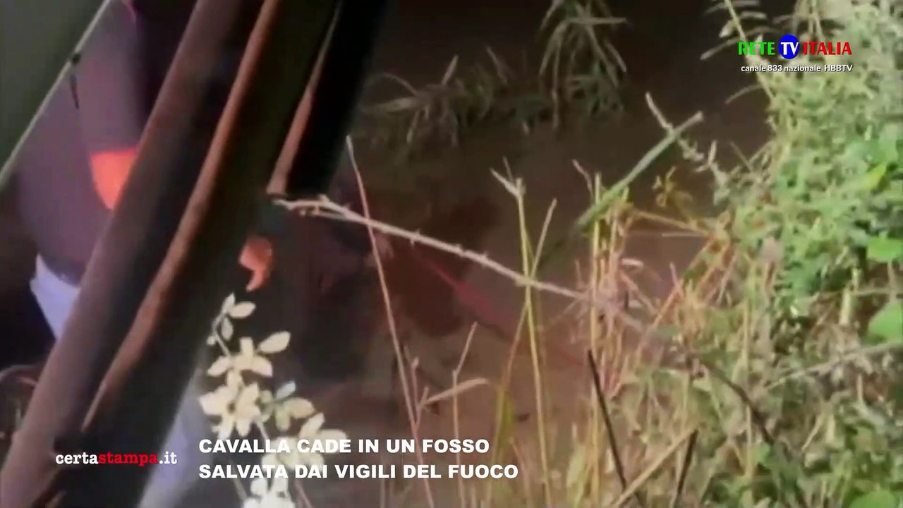 CAVALLA CADE IN UN FOSSO  SALVATA DAI VIGILI DEL FUOCO