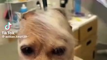 dog haircuts