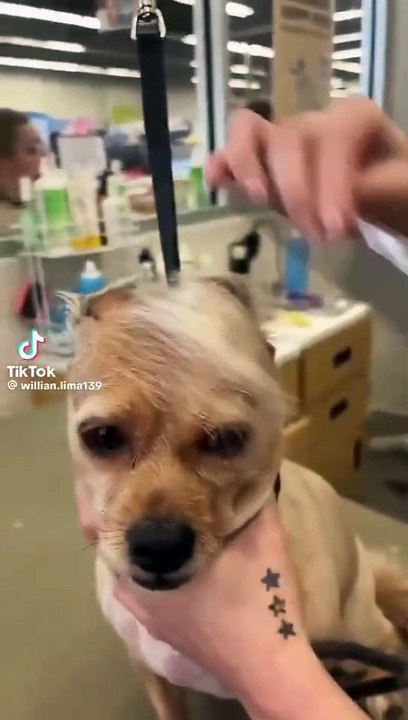 dog haircuts