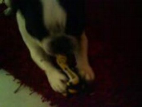 cookie et son nounours