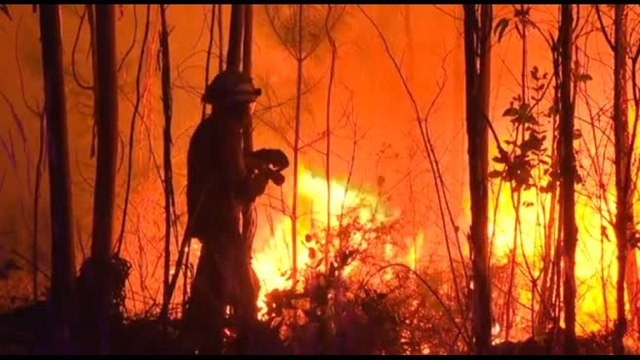 Allarme incendi in Portogallo, foresta di eucalipti in fiamme