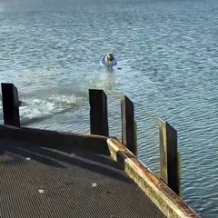 Incredible moment hero dog saves another dog