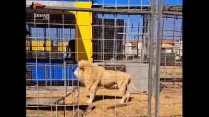 I Carabinieri sequestrano 2 leoni e 2 tigri in un circo di Brindisi