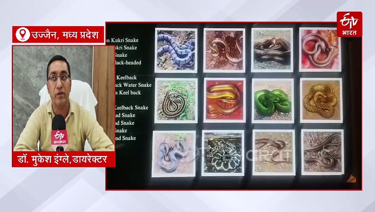 महाकाल की नगरी में नागों की रहस्यमयी दुनिया, 4600 प्रकार के सांपों का मायाजाल