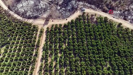 Türkiye'nin yüreğini yakan yangının ardından herkesi şaşırtan manzara