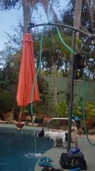 Dogs Struggle to Reach Water Hose Without Getting Into Pool