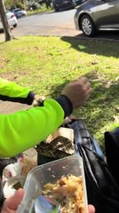 Kookaburra Flies From Tree and Lands Straight Onto Food