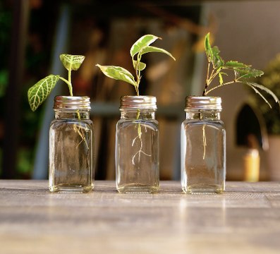 Des façons créatives de cultiver vos plantes