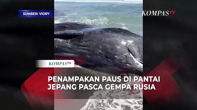 Penampakan Paus Raksasa Terdampar di Pantai Jepang Pasca Gempa Magnitudo 8,8 Guncang Rusia