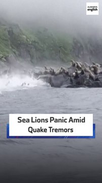 Sea Lions Panic Amid Quake Tremors