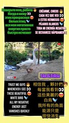 splashing through ponds with style.  #PekinDuck #WildlifeVibes #FYP #ViralReels #DuckLife