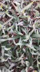 O frio intenso provocou a formação de geada no distrito de Casa Branca, em Xambrê