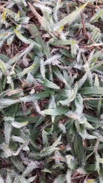 O frio intenso provocou a formação de geada no distrito de Casa Branca, em Xambrê
