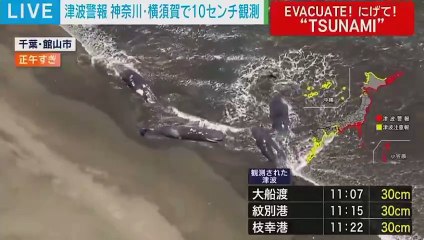 Animais marinhos encalham após terremoto e tsunami no Pacífico