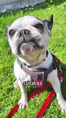 WEEKLY ANIMALS IN DISTRESS SPOTLIGHT MDA LB 30/07/25