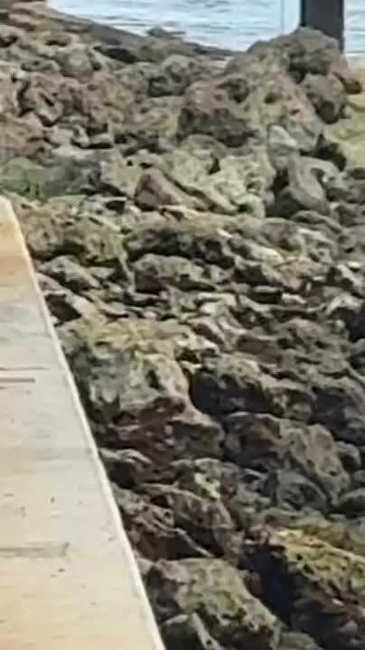 Dog Playfully Chases Iguana
