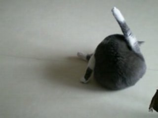 ma chatte en chaleur