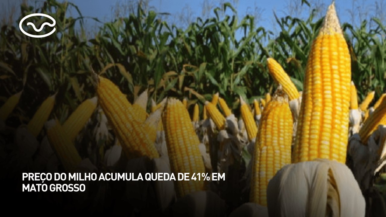 Preço do milho acumula queda de 41% em Mato Grosso