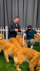 Find Your Dog_ Win _10_000 | Mr beast |