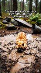 21-Second Cat Transformation: Muddy to Fluffy ASMR (Satisfying Brush Noises, Purrs) ✨
