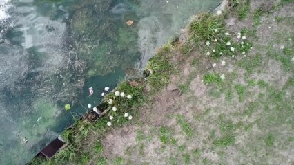 Des algues bleues dans le canal Albert : gare au contact avec les cyanobactéries