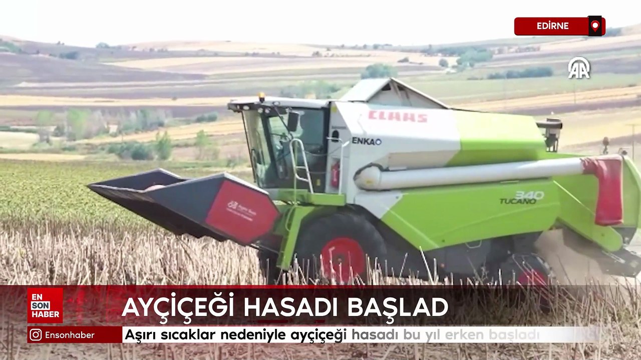 Edirne'de aşırı sıcaklar nedeniyle ayçiçeği hasadı bu yıl erken başladı