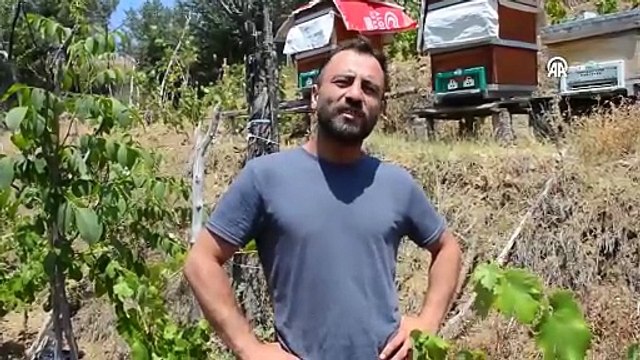 Çorum'lu ayı arıcıları canından bezdirdi!