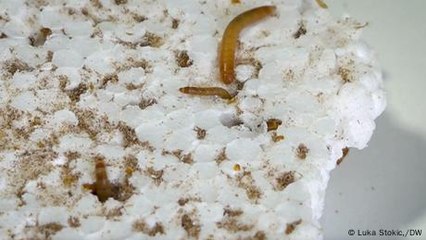 Can these worms eat our way out of the plastic crisis?