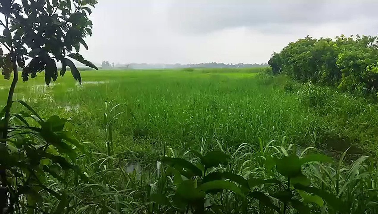 Exploring the Timeless Natural Beauty of Munshiganj — A Glimpse into Bangladesh’s Serene Village Landscapes