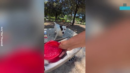 Puppy’s Joyful Water Jumps