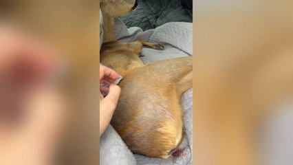 Heroic Man Rescues Injured Deer From Highway