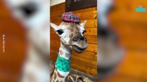 Giraffes Wakes Up Guests at Hotel and Delights Visitors