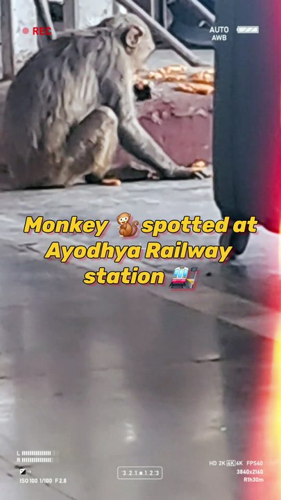 This unexpected visitor brings wild vibes to the urban chaos.  #MonkeySpotted #WildlifeVibes #FYP #ViralReels