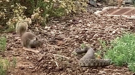 Brave squirrel fights off rattlesnake in dramatic caught-on-camera battle