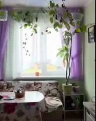 Forte Terremoto na Península de Kamchatka, Rússia 🌍