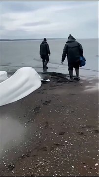 Beluga whales stranded on the coast of Kamchatka, Russia