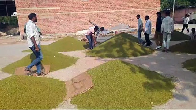 नागौर कृषि मंडी में जीरे की कीमतों में भारी गिरावट, किसानों की उम्मीदों पर फिरा पानी